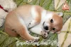 Photo №1. shiba - à vendre en ville de Khmelnitsky | négocié | Annonce №73353