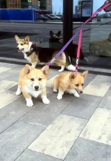 Photos supplémentaires: chiots gallois corgi pembroke