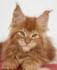 Photo №3. Maine coon. Allemagne