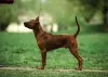 Photo №3. Chiots Thai Ridgeback. Ukraine