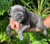 Photo №1. staffordshire bull terrier - à vendre en ville de Berlin | Gratuit | Annonce №126770