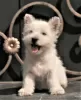 Photos supplémentaires: West Highland White Terrier chiot femelle