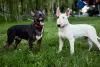 Photo №3. Vente de chiots bull terrier standard. Biélorussie