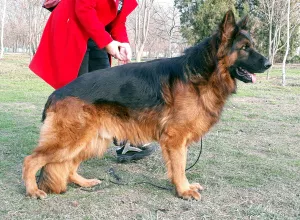 Photos supplémentaires: Berger allemand aux cheveux longs