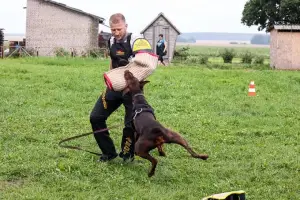 Photos supplémentaires: Chiots Doberman