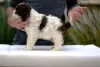 Photos supplémentaires: Lagotto Romagnolo, chiots mâles