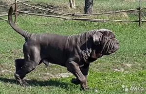 Photo №3. Chiots de race du dogue napolitain. Fédération de Russie