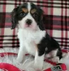 Photo №1. cavalier king charles spaniel - à vendre en ville de Гамбург | 473€ | Annonce №80756