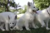 Photos supplémentaires: Chiots Berger Blanc Suisse à vendre