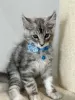 Photo №4. Je vais vendre maine coon en ville de Monaco. éleveur - prix - 2800€