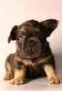 Photo №1. bouledogue - à vendre en ville de Stavropol | 1€ | Annonce №84655