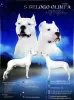 Photos supplémentaires: Chiot Dogo argentino