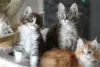 Photo №3. Des chatons Maine Coon vaccinés pour des foyers aimants. Pays Bas