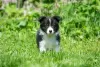 Photos supplémentaires: Chiots border collie