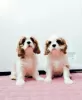 Photo №2 de l'annonce № 39421 de la vente cavalier king charles spaniel - acheter à Fédération de Russie annonce privée