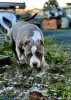 Photos supplémentaires: CHIOTS BULLY AMÉRICAINS