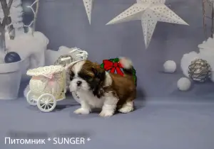 Photo №2 de l'annonce № 4347 de la vente shih tzu - acheter à Ukraine annonce privée, de la fourrière, éleveur