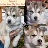 Photo №2 de l'annonce № 10423 de la vente husky de sibérie - acheter à Fédération de Russie éleveur