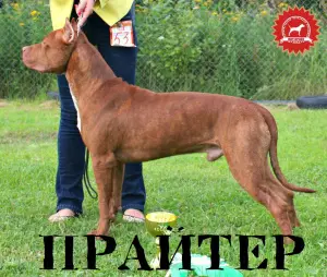 Photo №1. american pit bull terrier - à vendre en ville de Moscou | Négocié | Annonce №4479