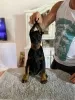 Photo №4. Je vais vendre dobermann en ville de Novi Bečej. éleveur - prix - négocié