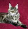 Photos supplémentaires: Maine-coon. Jeune chat pour la reproduction.