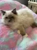 Photo №1. ragdoll - à vendre en ville de Flemalle | Gratuit | Annonce № 128962