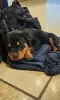 Photo №2 de l'annonce № 131363 de la vente rottweiler - acheter à Suisse annonce privée