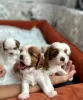 Photo №1. cavalier king charles spaniel - à vendre en ville de Аланья | 757€ | Annonce №77226