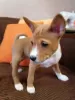 Photo №1. basenji - à vendre en ville de Brovary | 1000€ | Annonce №93597