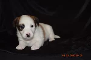 Photo №1. jack russell terrier - à vendre en ville de Navapolatsk | Négocié | Annonce №5303