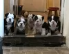 Photo №1. bulldog anglais - à vendre en ville de Northampton | négocié | Annonce №12078