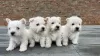 Photos supplémentaires: Chiots West Highland White Terrier