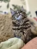 Photo №1. maine coon - à vendre en ville de Tioumen | 929€ | Annonce № 20356