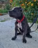 Photo №4. Je vais vendre american bully en ville de Trieste. annonce privée - prix - négocié