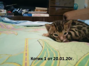 Photo №2 de l'annonce № 5503 de la vente bengal - acheter à Fédération de Russie de la fourrière