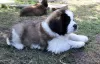 Photos supplémentaires: Chiots de classe d'exposition Saint-Bernard