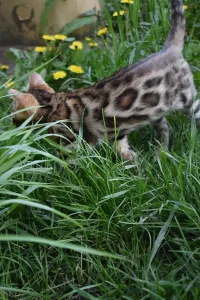 Photo №3. Réservation de chaton au Bengale. Fédération de Russie