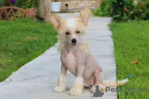 Photo №2 de l'annonce № 7453 de la vente chien chinois à crête - acheter à Fédération de Russie éleveur