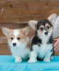 Photo №2 de l'annonce № 40225 de la vente welsh corgi - acheter à Fédération de Russie de la fourrière