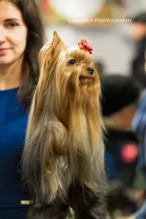 Photo №4. Je vais vendre yorkshire terrier en ville de Jytomyr. éleveur - prix - 527€