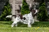 Photos supplémentaires: Chiots Épagneul Springer Anglais