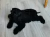 Photo №1. schnauzer miniature - à vendre en ville de Nysa | 720€ | Annonce №31249