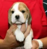 Photo №4. Je vais vendre beagle en ville de Дрезден. annonce privée - prix - 426€