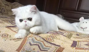 Photo №2 de l'annonce № 6086 de la vente exotic shorthair - acheter à Fédération de Russie de la fourrière