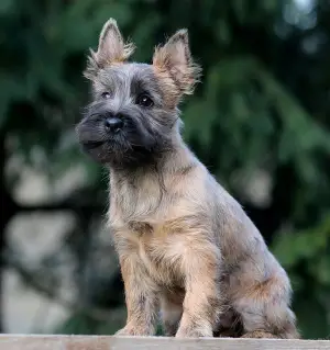 Photo №2 de l'annonce № 4424 de la vente cairn terrier - acheter à Fédération de Russie éleveur