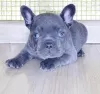 Photo №1. bouledogue - à vendre en ville de Trondheim | négocié | Annonce №78482