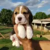 Photos supplémentaires: Deux magnifiques chiots beagle à vendre