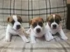 Photo №1. jack russell terrier - à vendre en ville de Omsk | 331€ | Annonce №10074