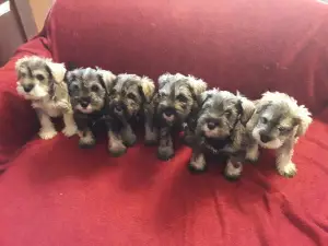 Photo №1. schnauzer miniature - à vendre en ville de Minsk | 400€ | Annonce №2319