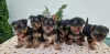 Photo №3. Chiots Yorkie Terrier. Serbie